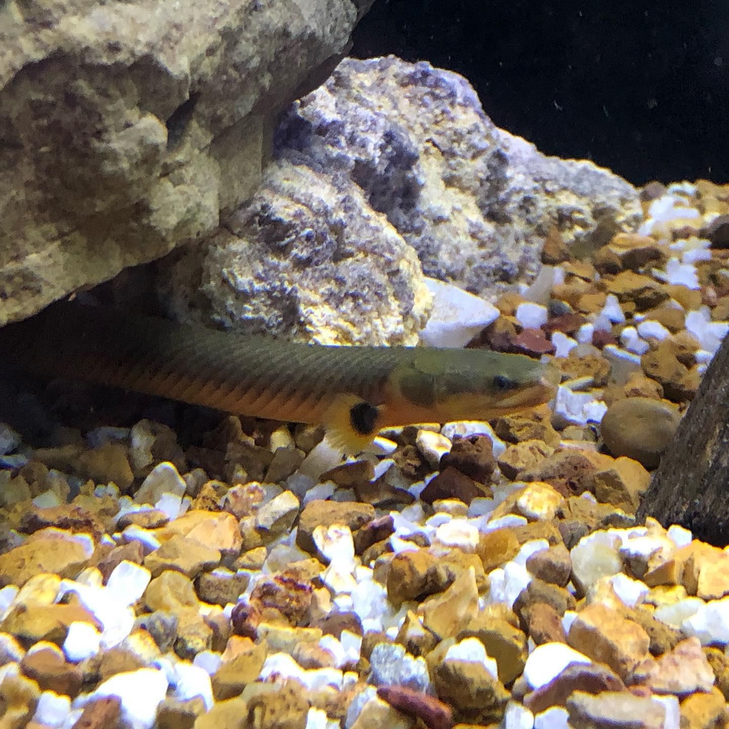 MemFish | Memphis TN