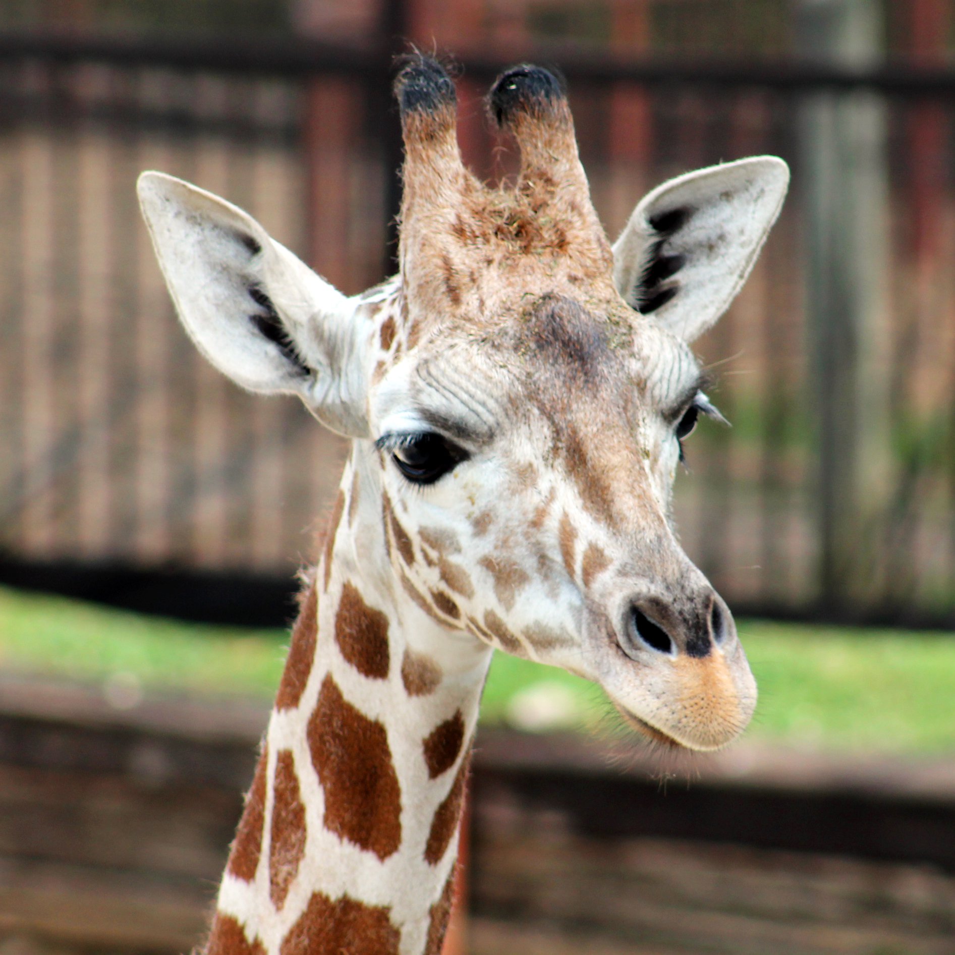 Help us wish our newest... - Mesker Park Zoo & Botanic Garden | Facebook