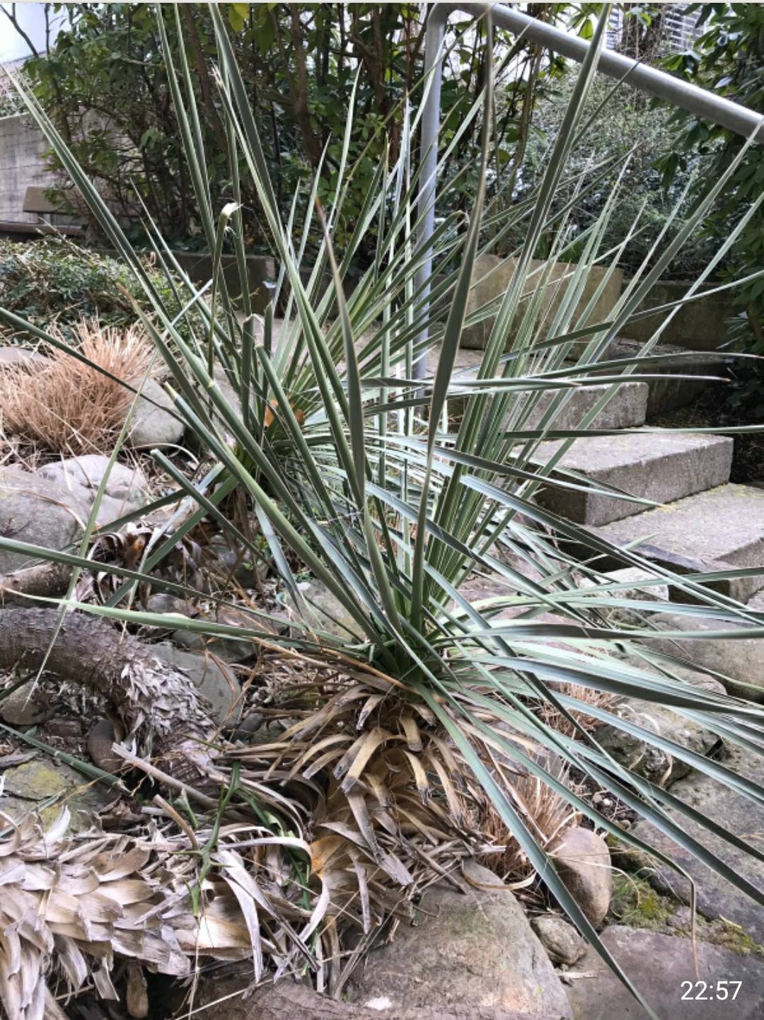 Identify cold hardy yucca near Zurich?