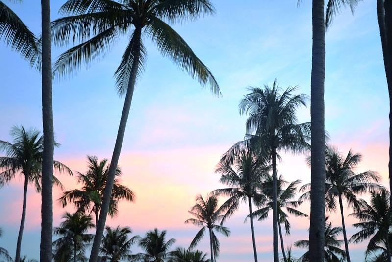 The Racha - 'The Racha symbol is the coconut tree, it...