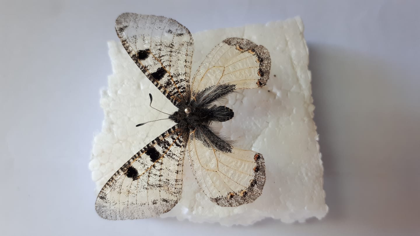 Ceranchia apollina