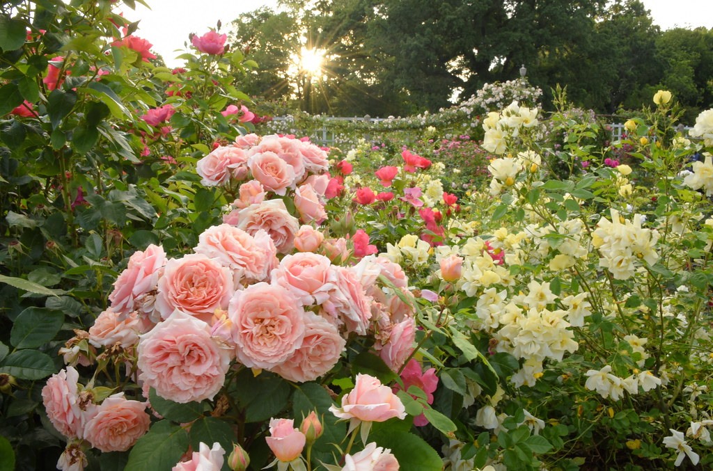 Brooklyn Botanic Garden - In June, the Cranford Rose Garden bursts with ...