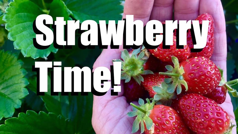 The stand opens at... - Creque's Greenhouse and Produce Stand