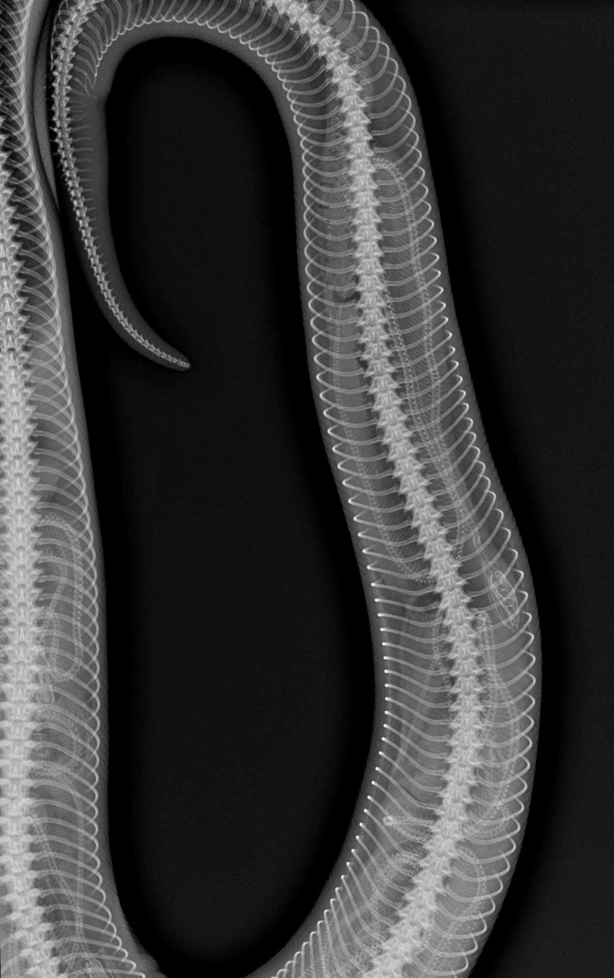 Seneca Park Zoo - Ursula's pregnancy was confirmed by radiography and ...