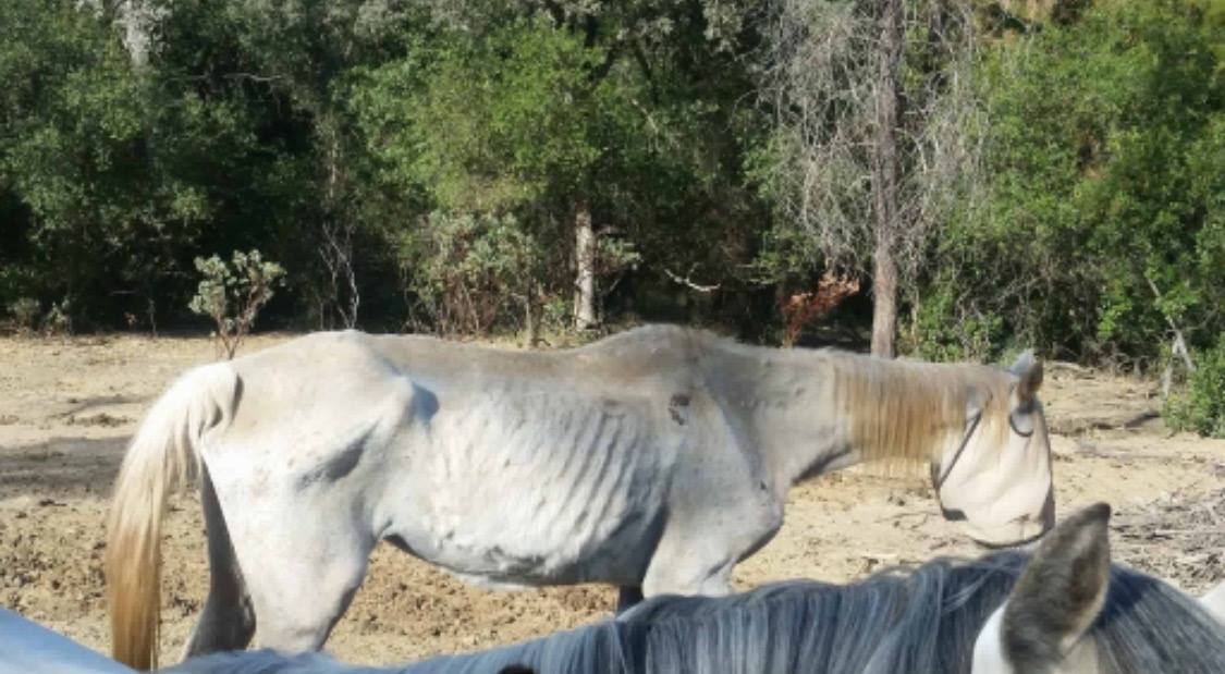 Meet our new rescue... - Equine Rescue Center ERC