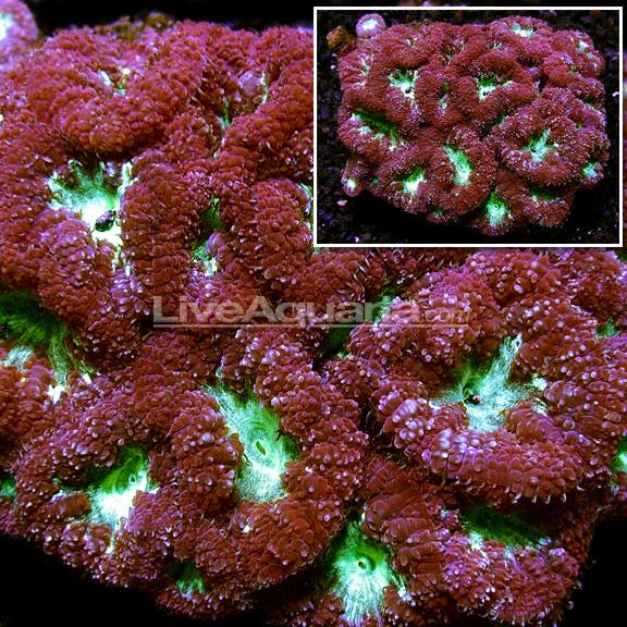 Australian Long Tentacle Plate Coral coming in today's Diver's