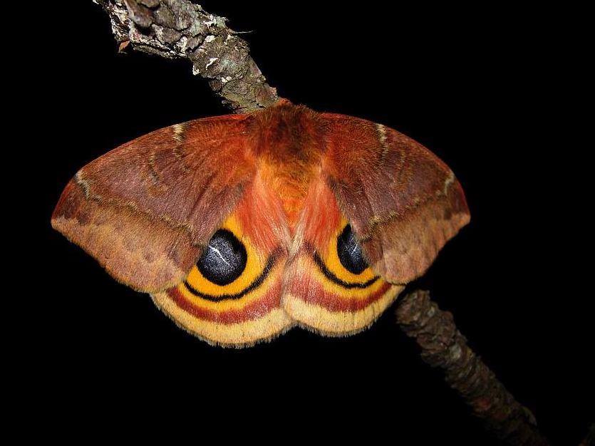 The io moth... - Arkansas Natural Heritage Commission | Facebook