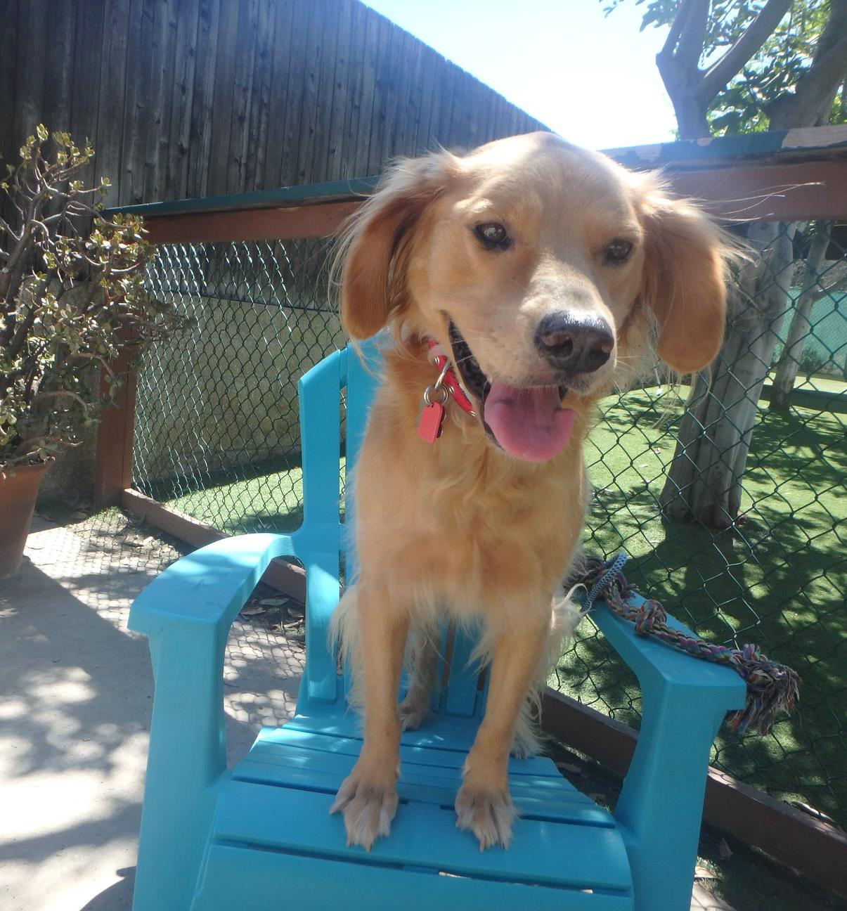 Spring Creek Kennel &... - Spring Creek Kennel & Cattery