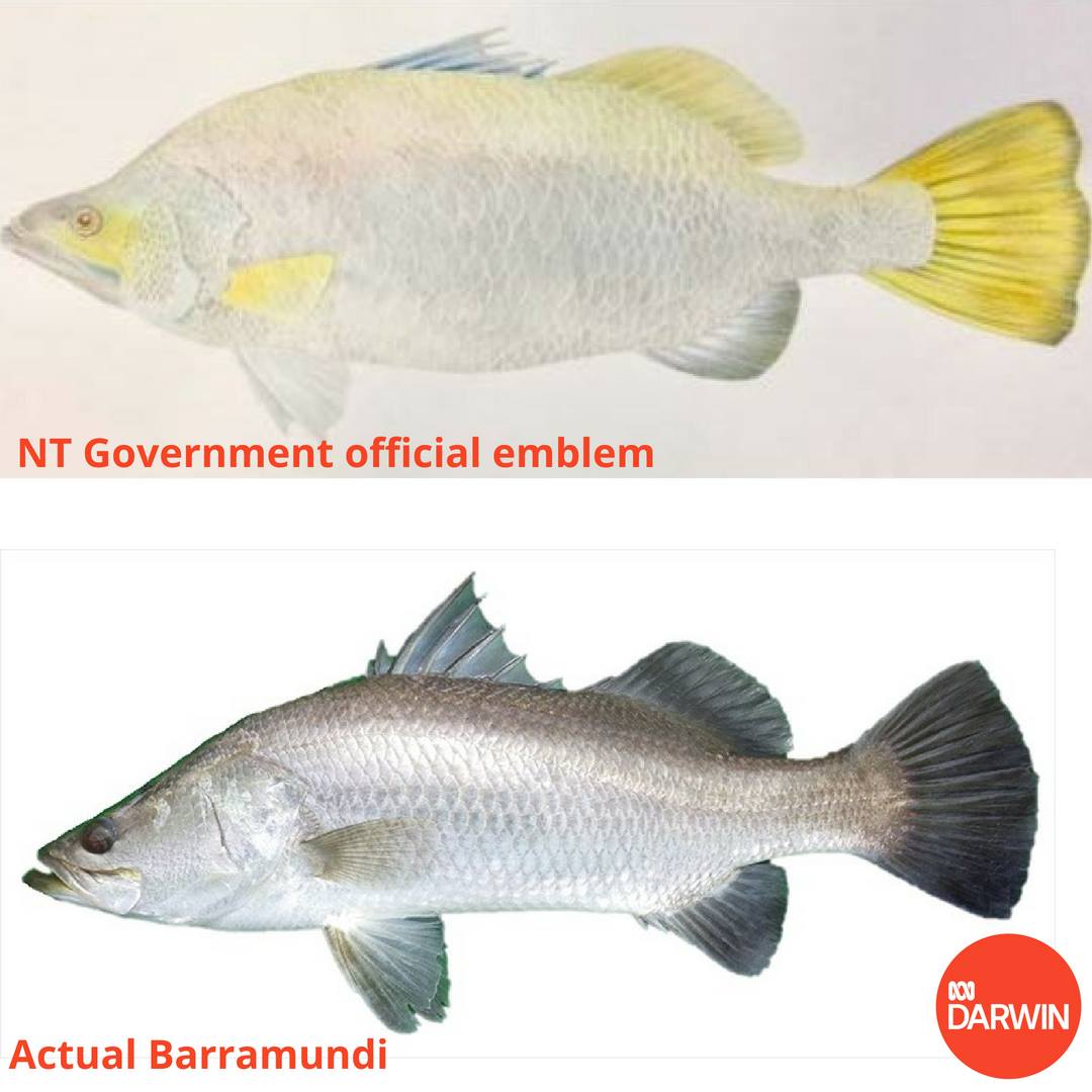 ABC Darwin - Is the new NT emblem an actual barra?🤔 NT gov has declared ...