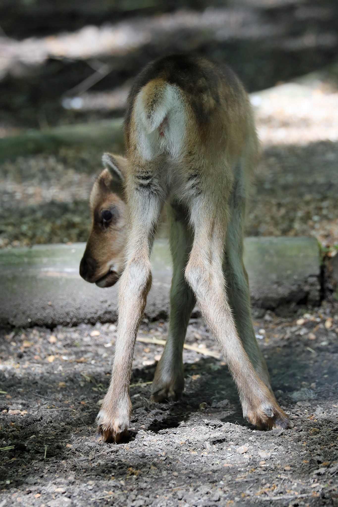 wildwood-kent-our-new-reindeer-calf-is-getting-confident
