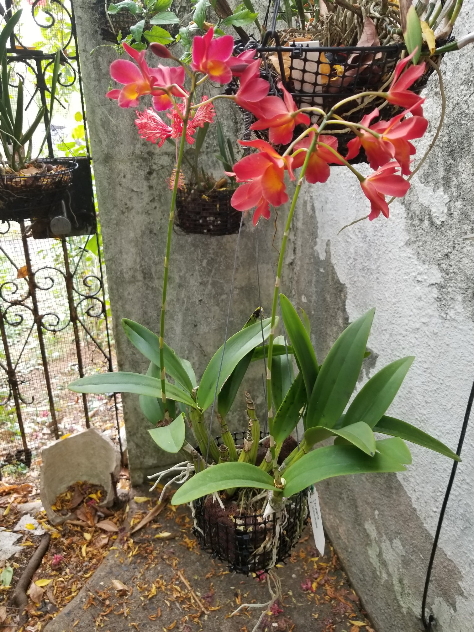 Wittmackia distans bromeliad native to western Jamaica