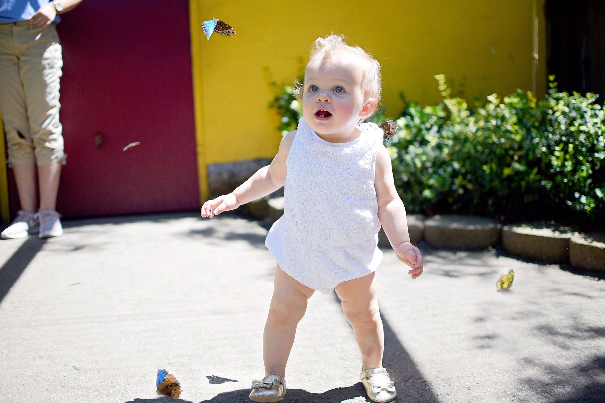 Zoo - Butterflies in Bloom is only open through Labor Day! Come walk ...
