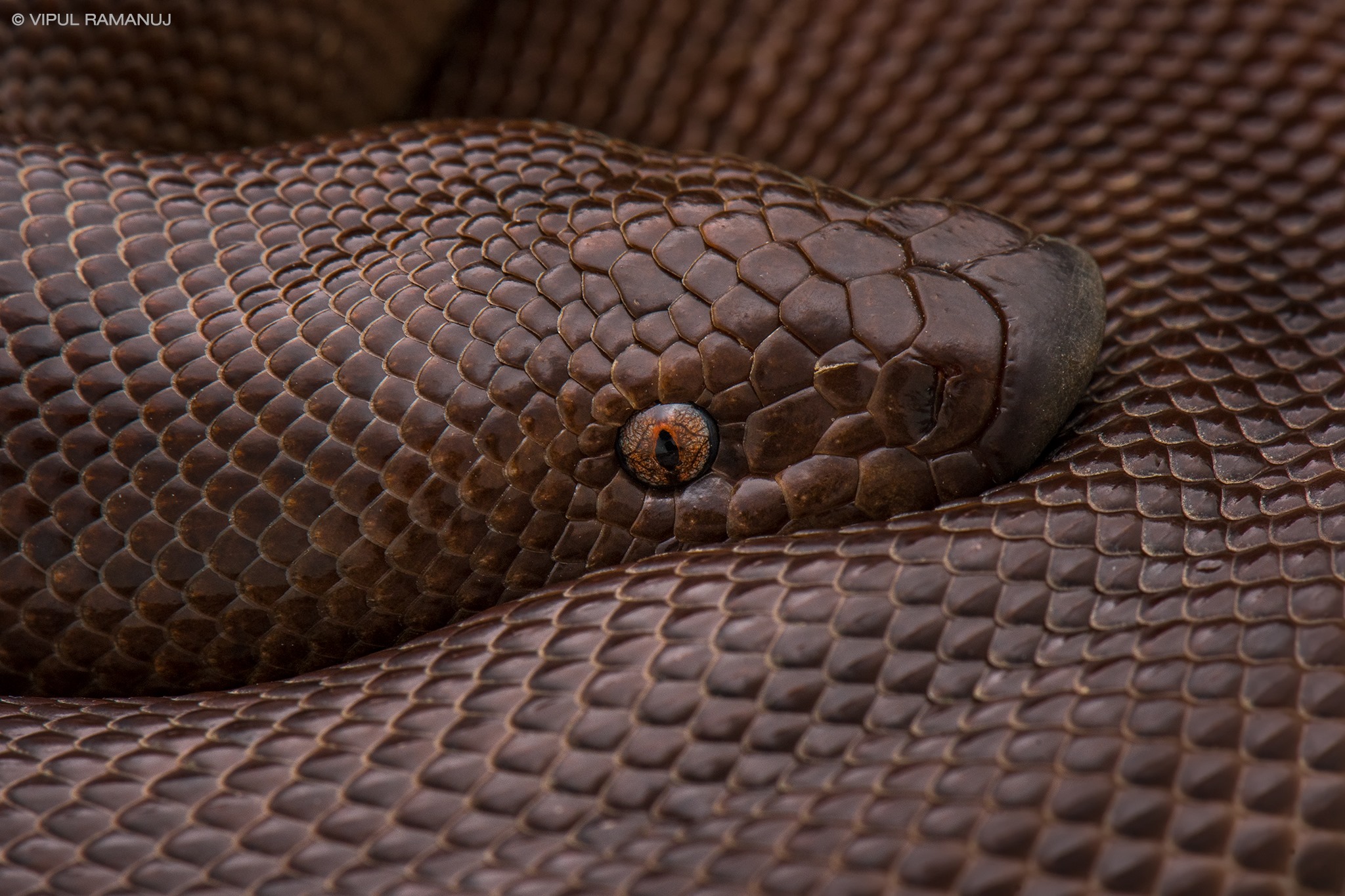 Field Herpetology | The red sand boa, Eryx johnii, a usually docile but ...
