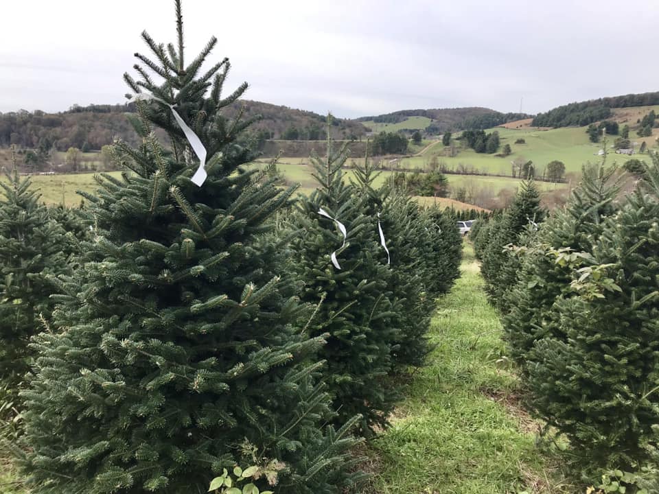 Dancing Hill Christmas Tree Farm Home Facebook