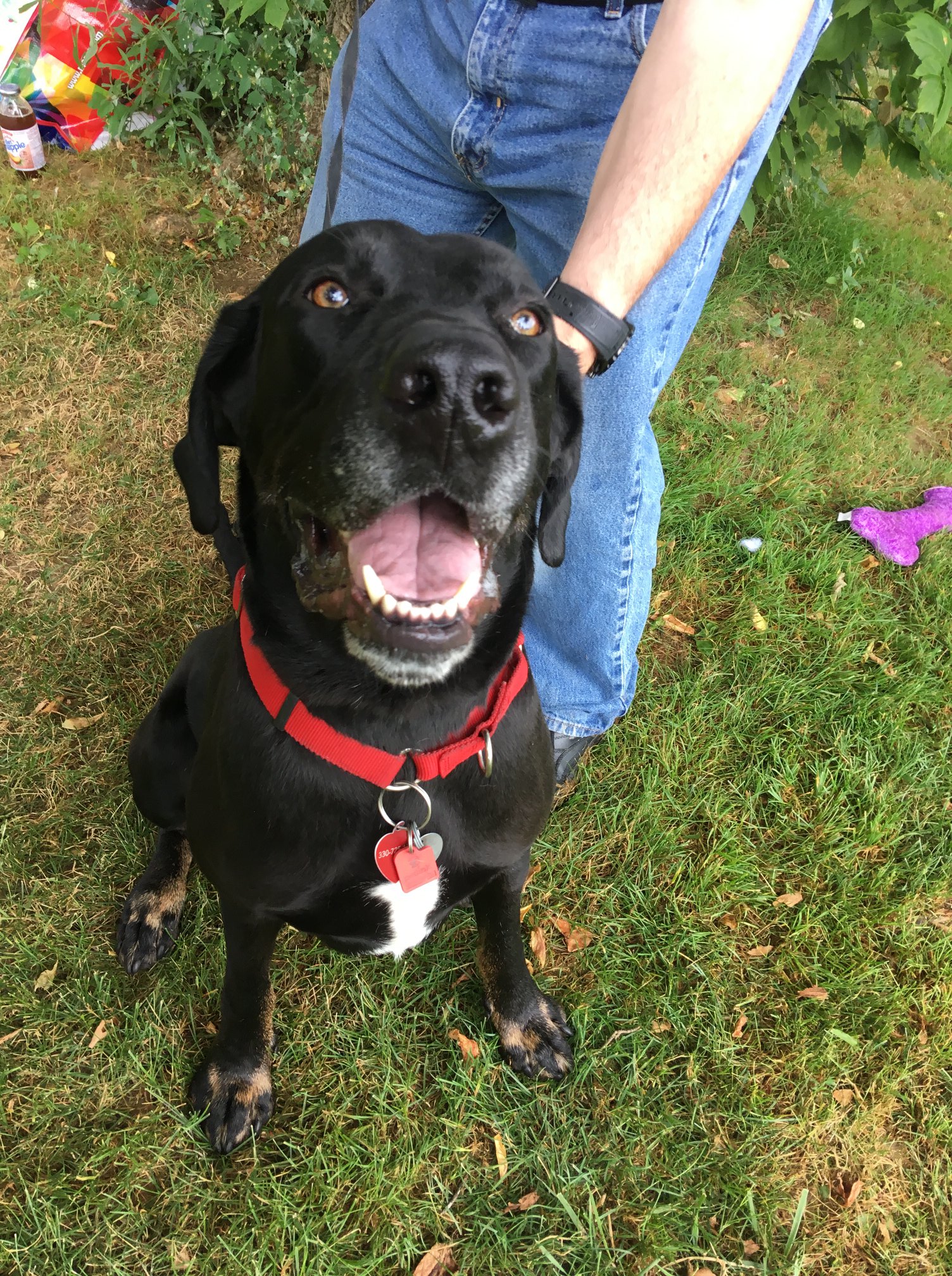 Lake Erie Labrador Retriever Rescue, Inc. - ***Bernie - Delightful ...