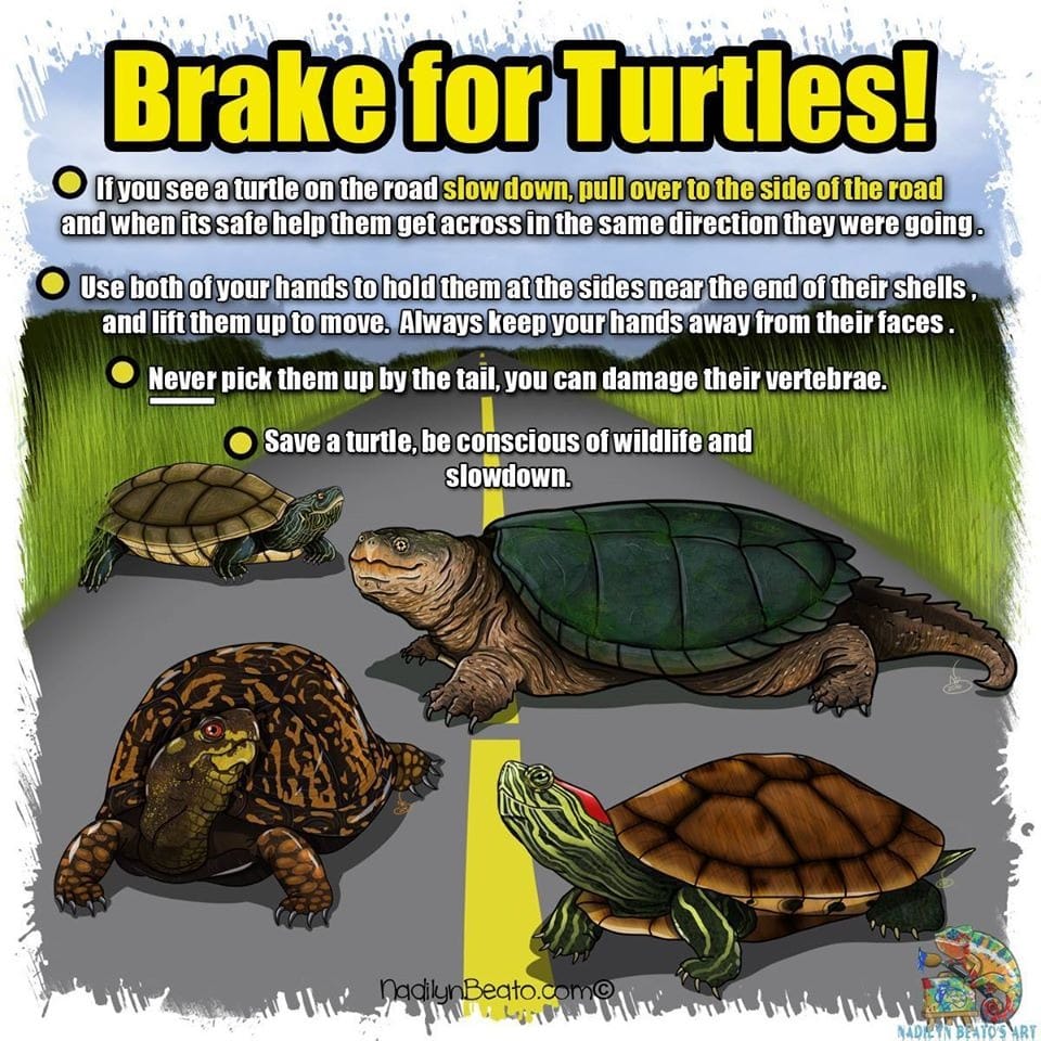 The VMware Turtles