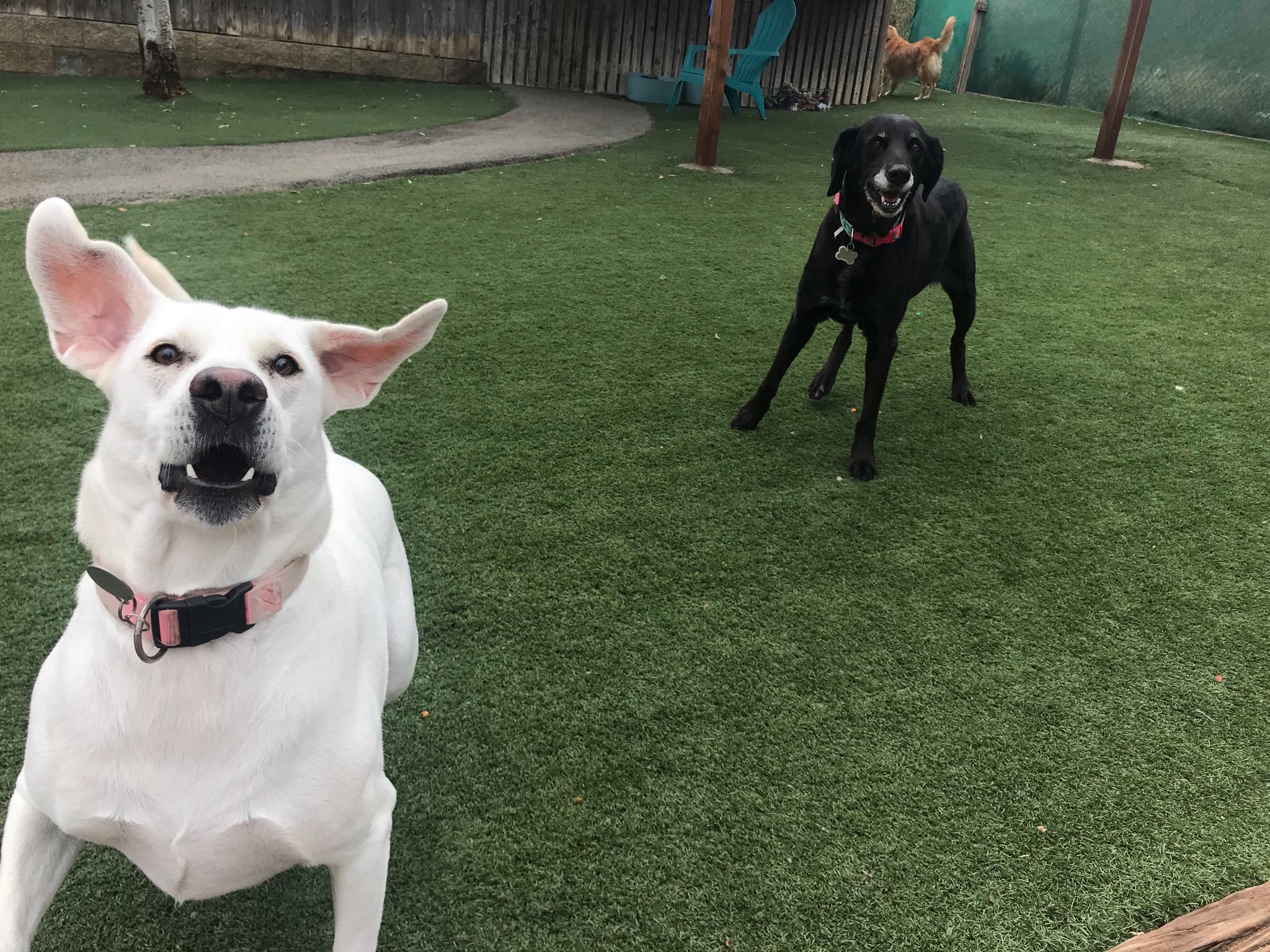 Spring Creek Kennel &... - Spring Creek Kennel & Cattery