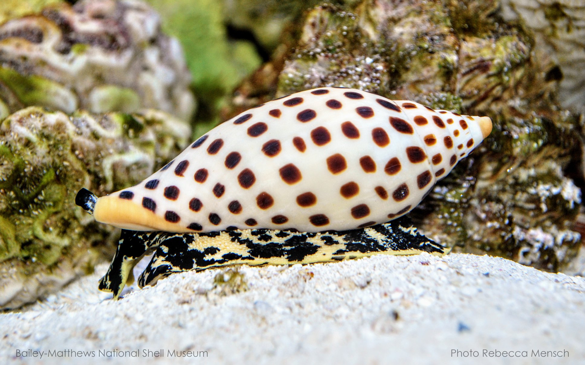 For... - Bailey-Matthews National Shell Museum & Aquarium | Facebook