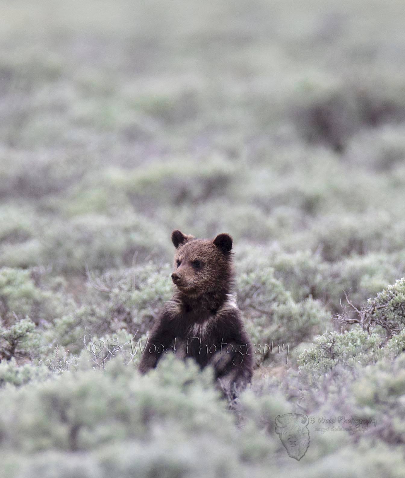 Grizzly bear cub with burs in Grand Teton National Park