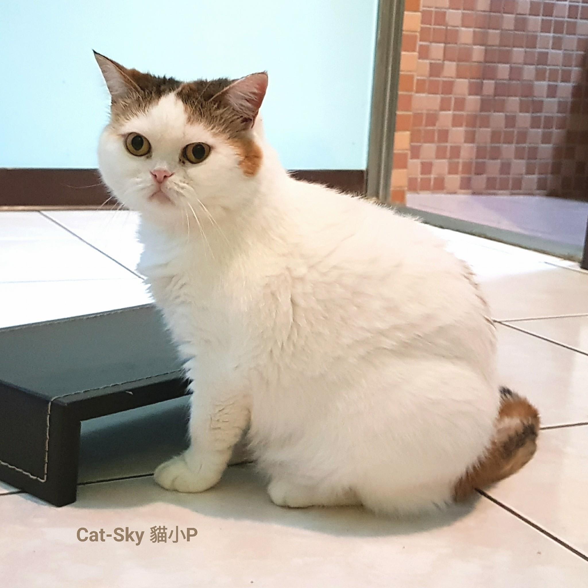 Cat-Sky - 佛系小貓 不吵 不鬧 不聽 不看 不說 不動 不跳 緣份(放飯打掃的)到了 自然醒 自然吃 自然睡 自然飽 ...