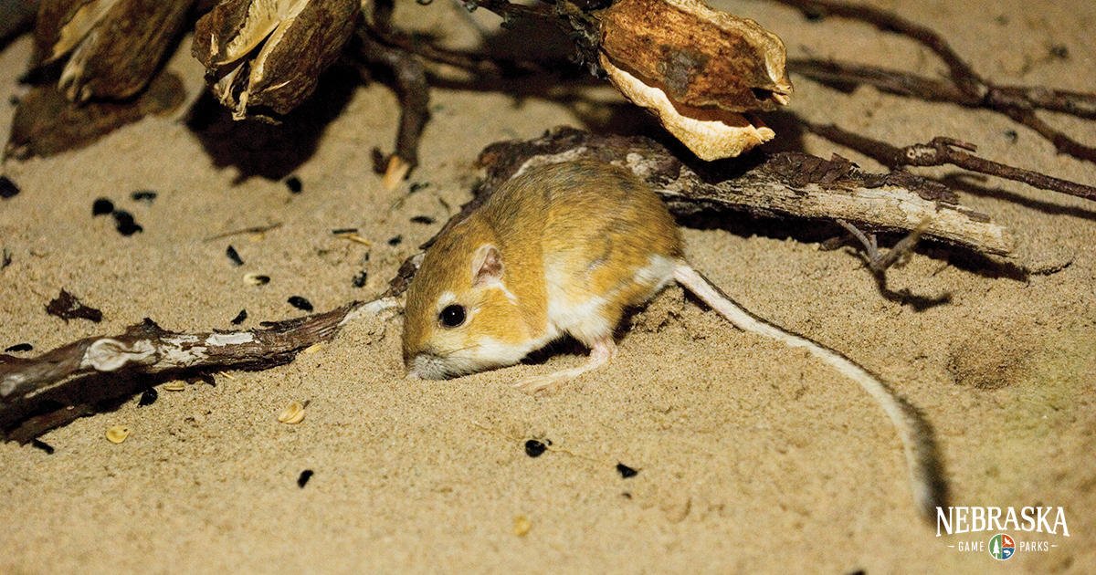 The kangaroo rat’s... - Nebraska Game and Parks Commission