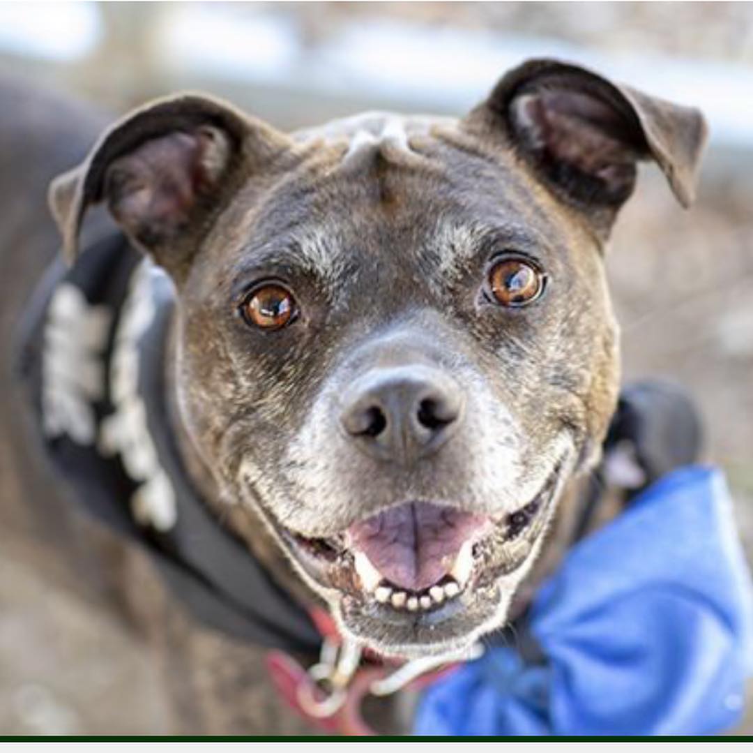 Independent Animal Rescue... - Independent Animal Rescue