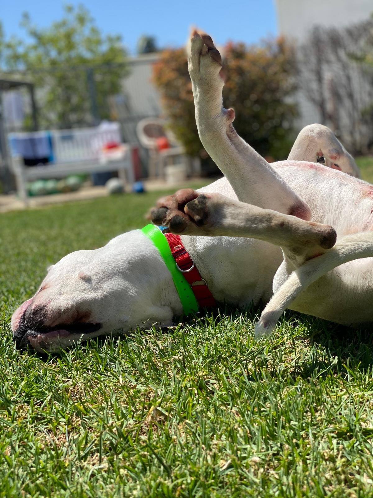 Photos of pure joy for your... - Animal Welfare League SA | Facebook