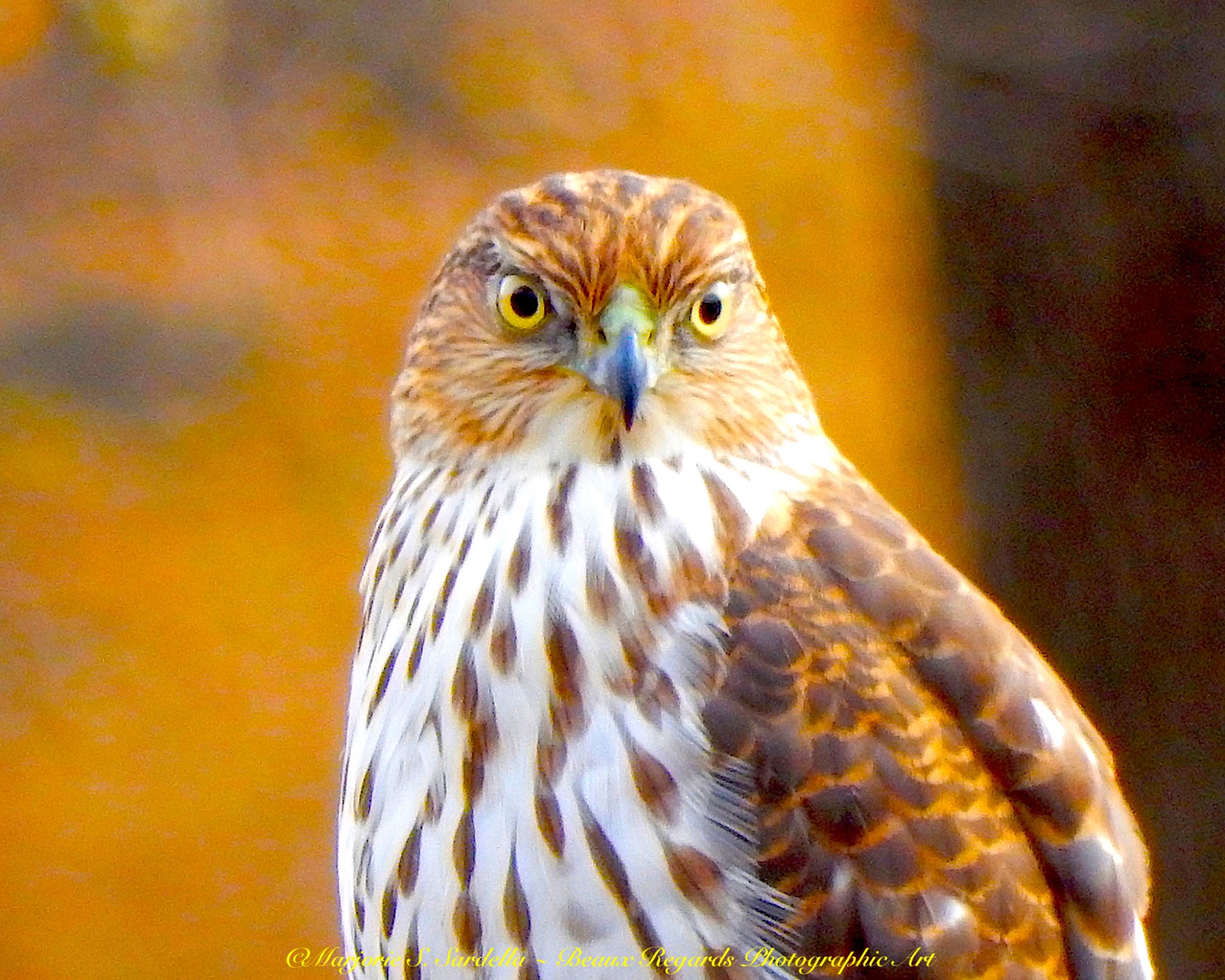 I HAVE MY EYES ON YOU... - Beaux Regards Photographic Art | Facebook