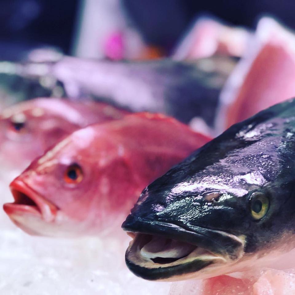 Open Blue Cobia - NEW! 