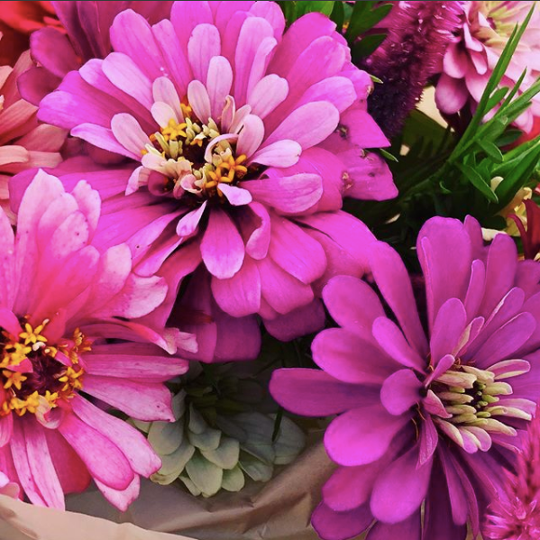 Texas - Summer’s was blooming over at Corona Violeta Ranch. 🌺 🌸 | Facebook
