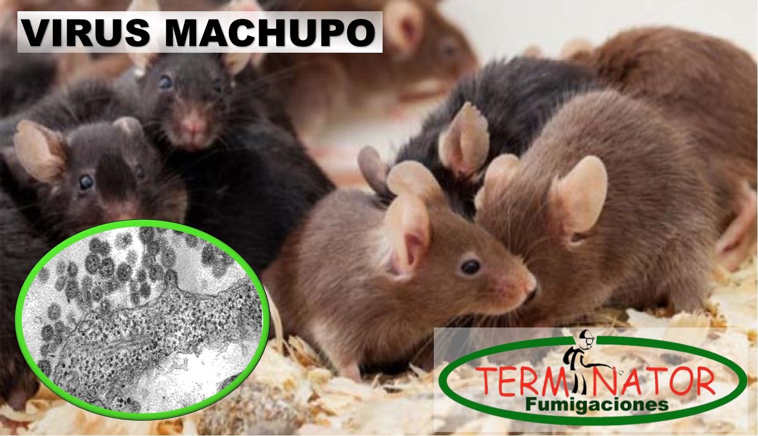 ¿QUÉ ES EL #VIRUS #MACHUPO? Es... - FUMIGACIONES TERMINATOR