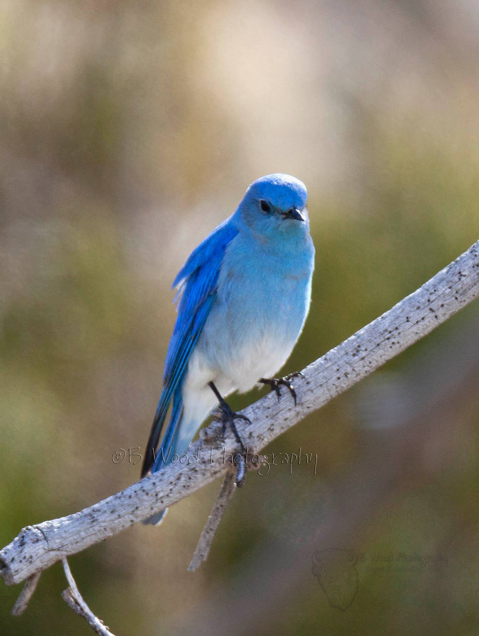 In the wings of the bluebird, we find the melody of spring!