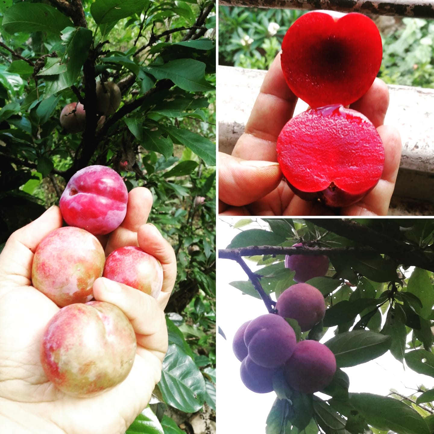 レコード plums / hakuto レコード