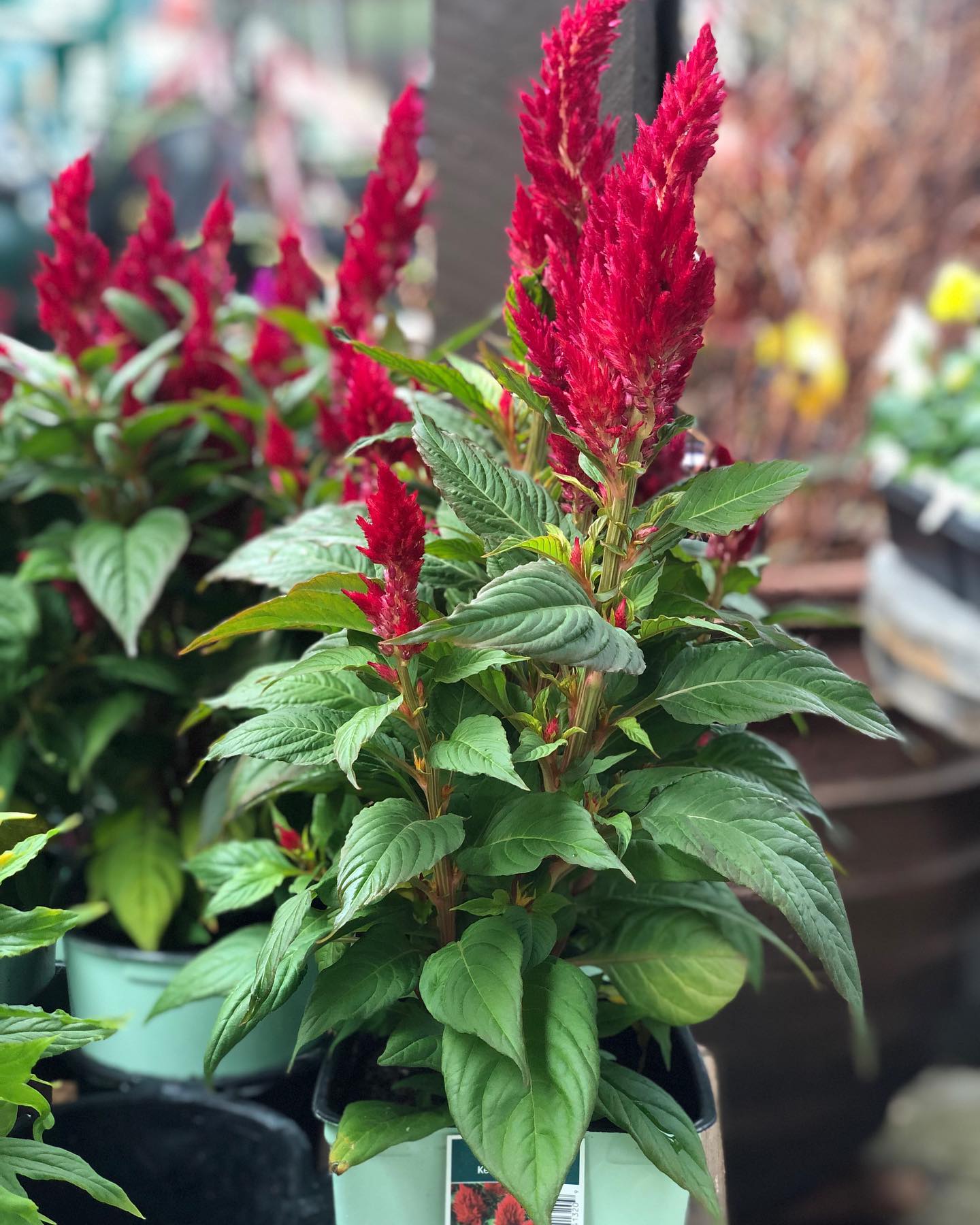 Frazee Gardens - It’s fine to get planting your fall...