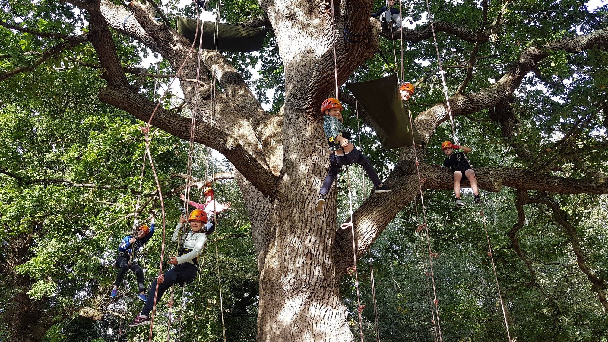 🌳What a fantastic The Big Canopy... - Goodleaf Tree Climbing
