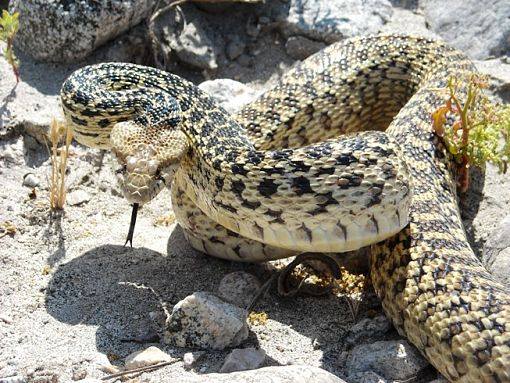 Lava - Welcome back to another edition of #SnakeSaturday. Over the last ...