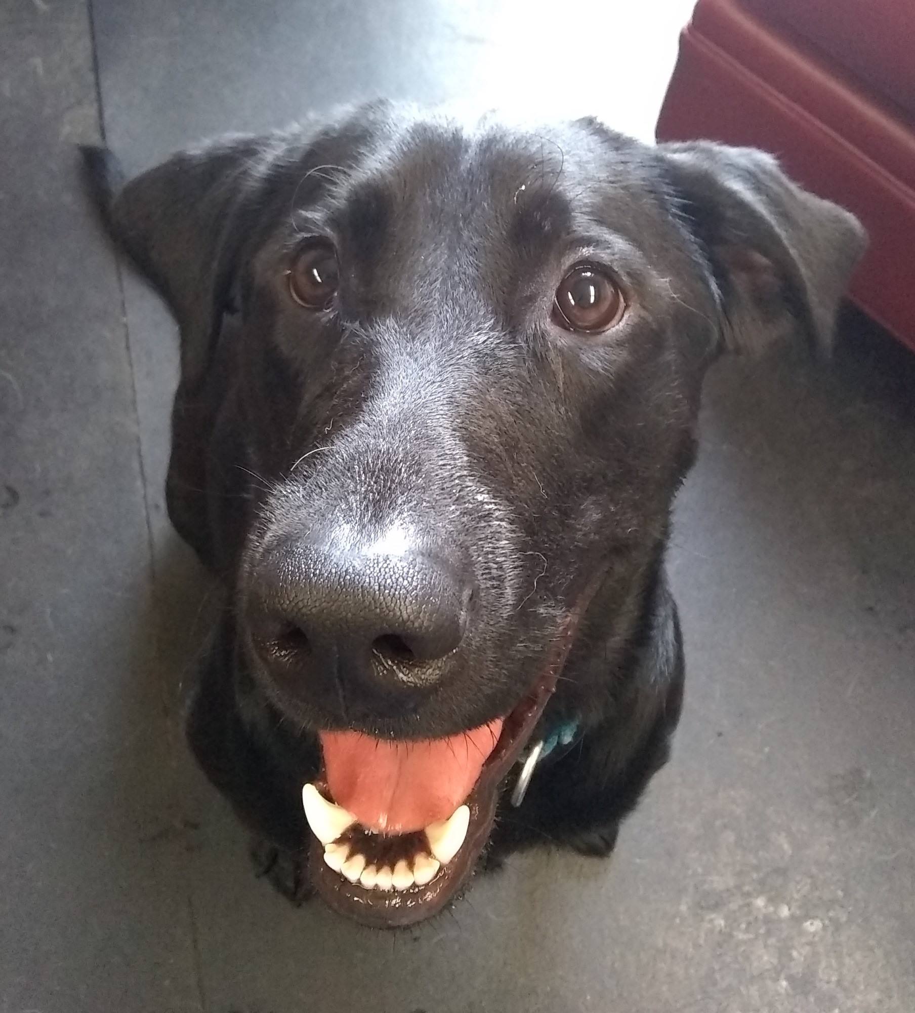 Say hello to our August Dogs of... - Jax Dog Drop Riverdog | Facebook