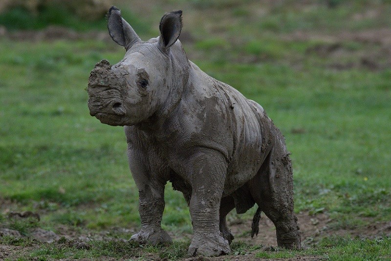 Pictures show a baby White Rhino born at a wildlife park near