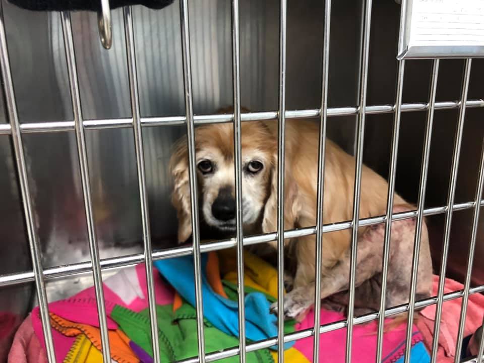 We have... - Abandoned Angels Cocker Spaniel Rescue, Inc.