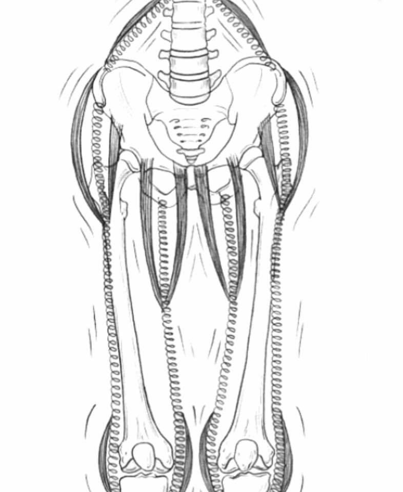 WN Precision - The lumbosacral junction of the human lower... | Facebook