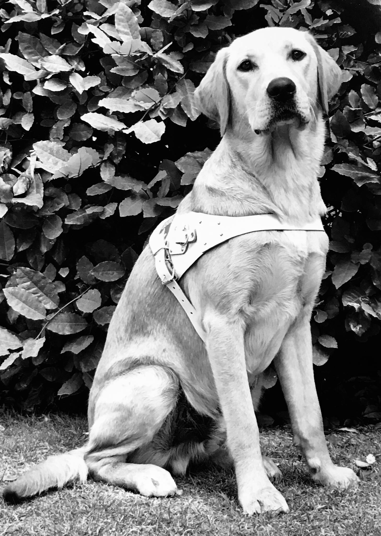 Royal Canin - MEET PUDDING, our Guide Dog sponsored puppy...