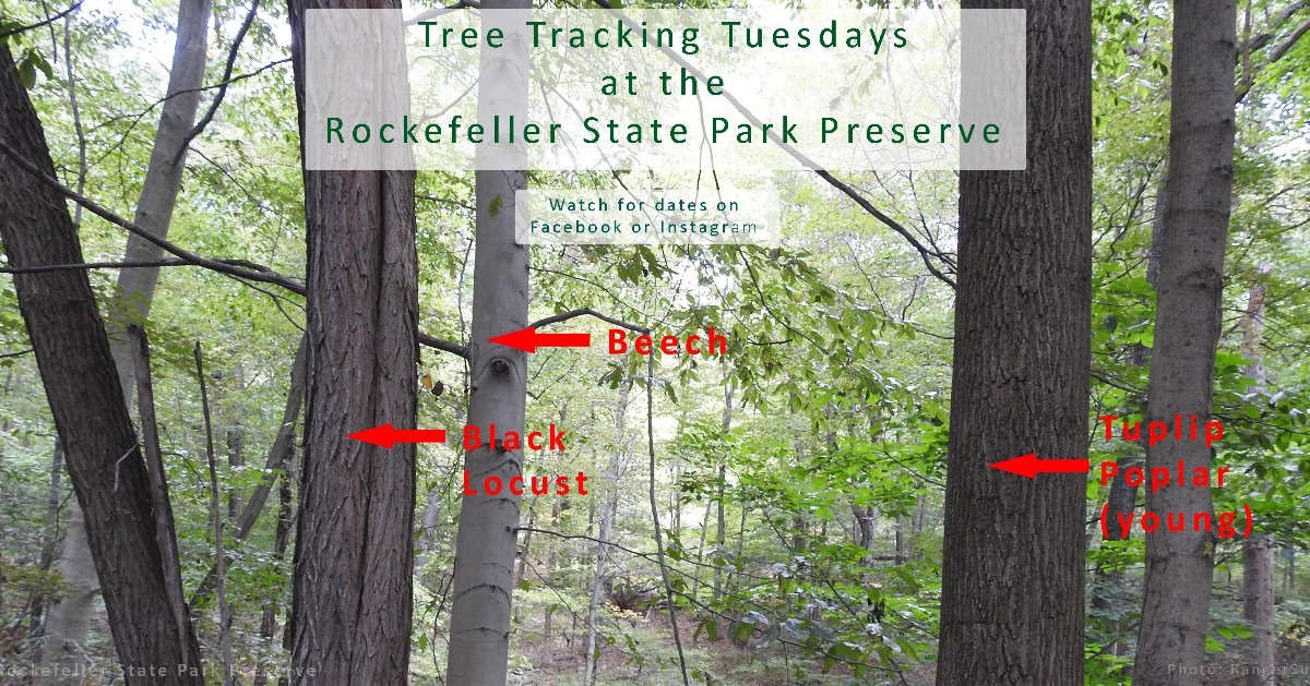 Rockefeller - REMINDER! REMINDER! REMINDER! Tree Tracking Tuesday! Do ...