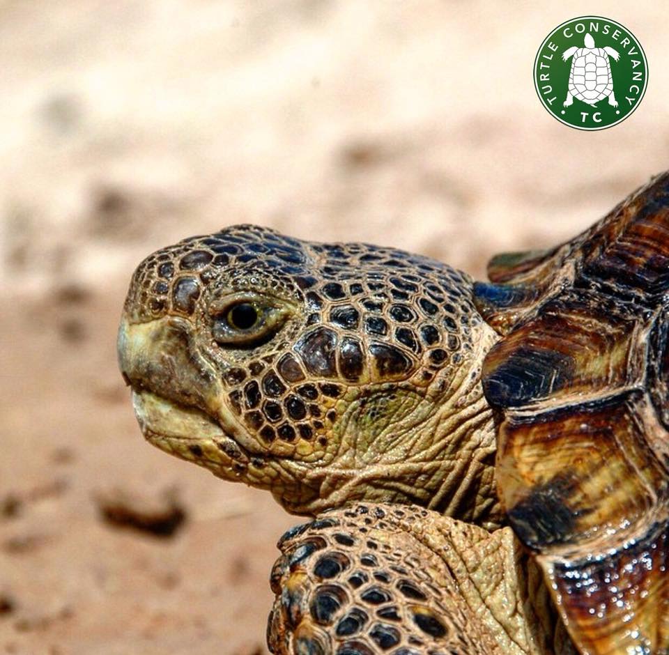 The Bolson Tortoise (Gopherus... - Turtle Conservancy | Facebook