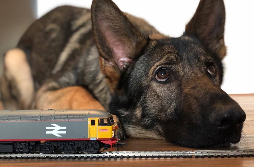 Look at those puppy dog eyes!... - Hornby Model Railways