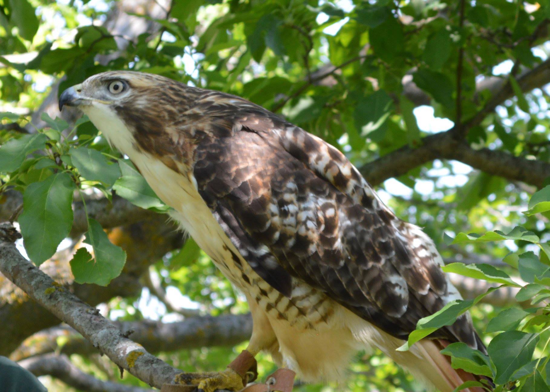 Meet Rowan, one of TRC's 27... - The Raptor Center | Facebook