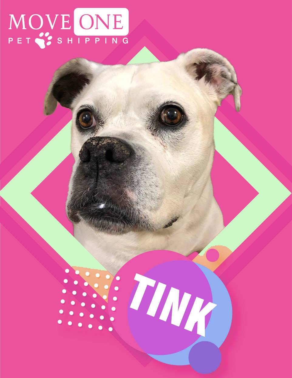 Meet Tink,... - Move One International Moving & Pet Shipping | Facebook