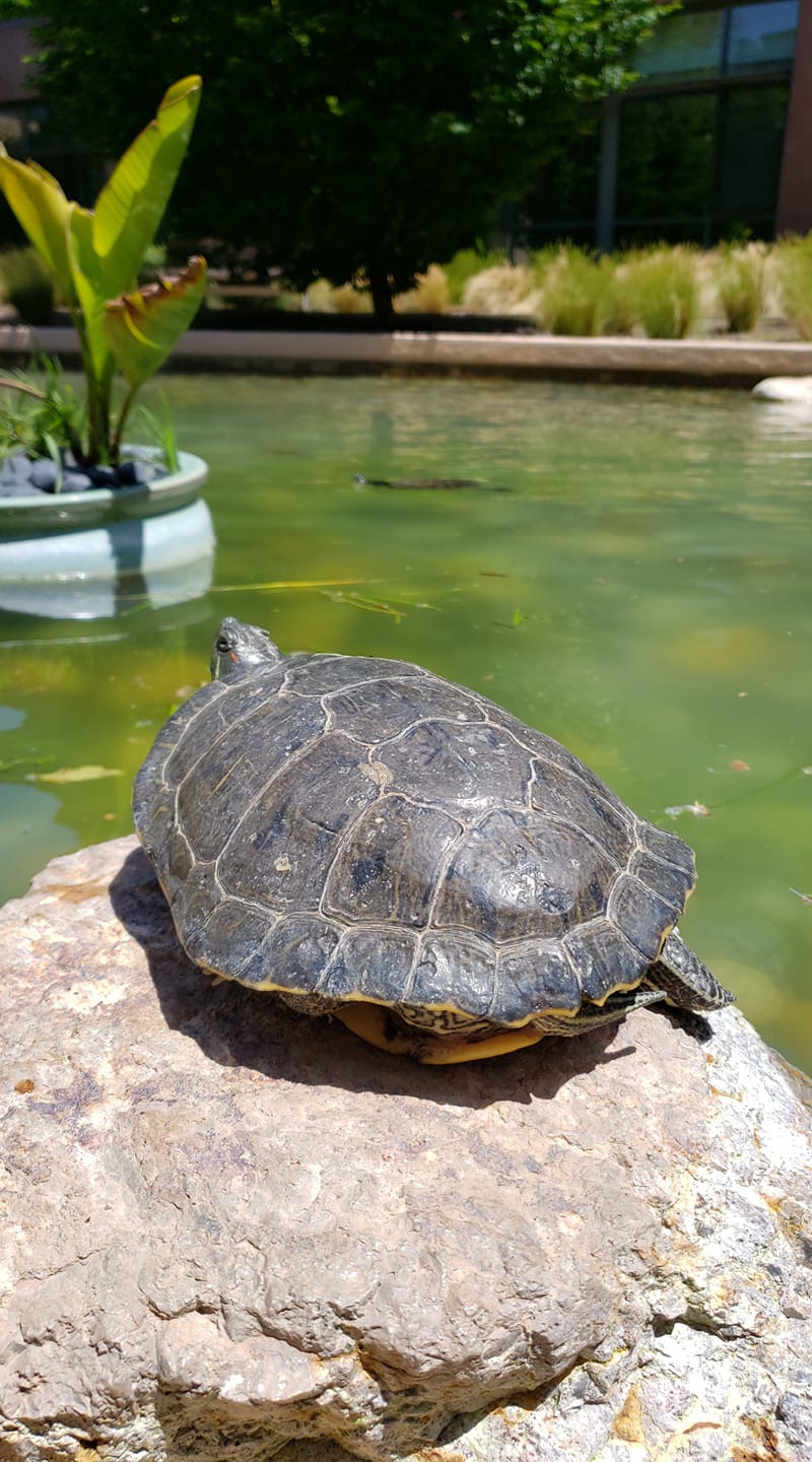 The VMware Turtles