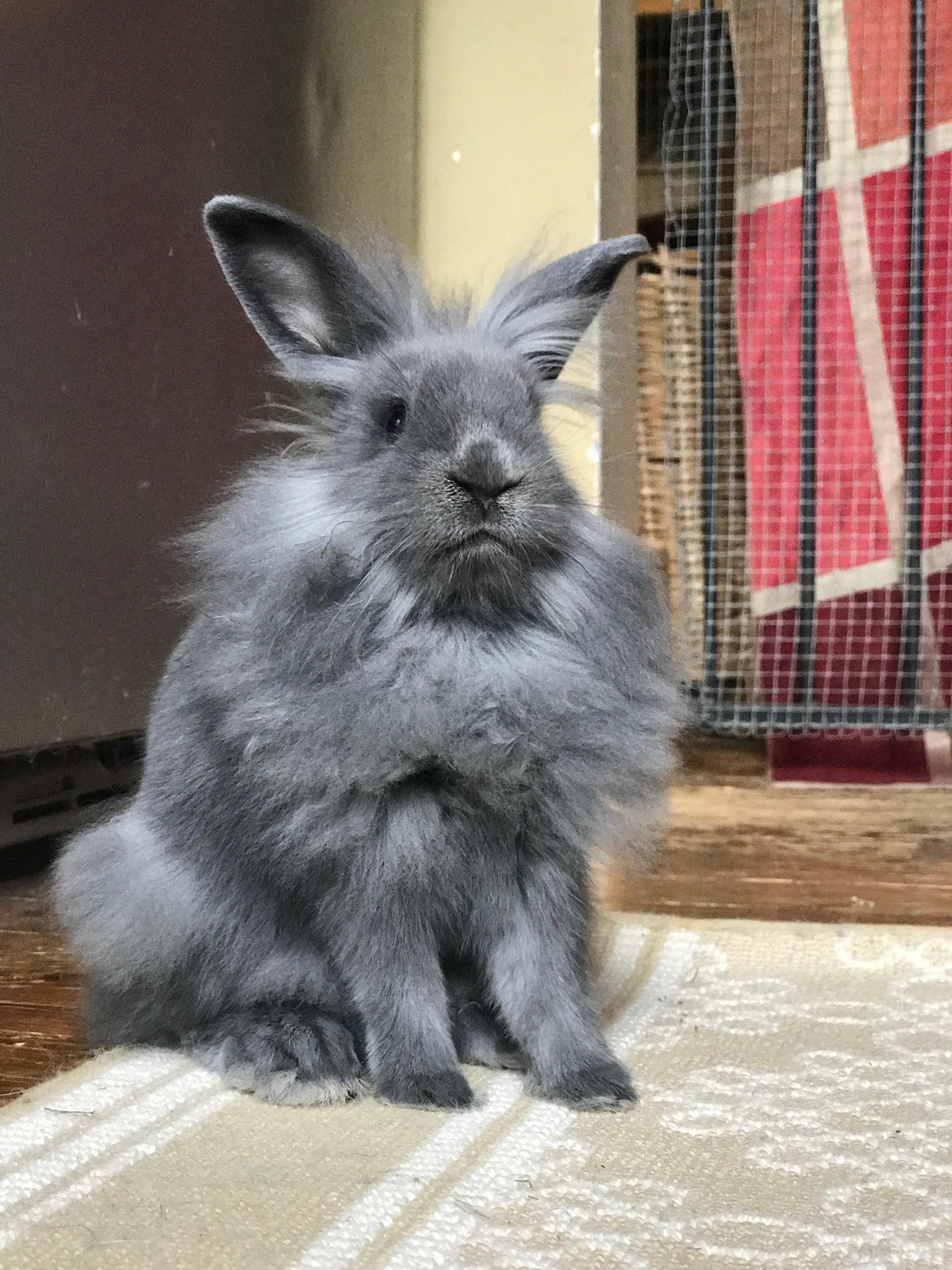 Meet Willow! Willow is... - Long Island Rabbit Rescue Group