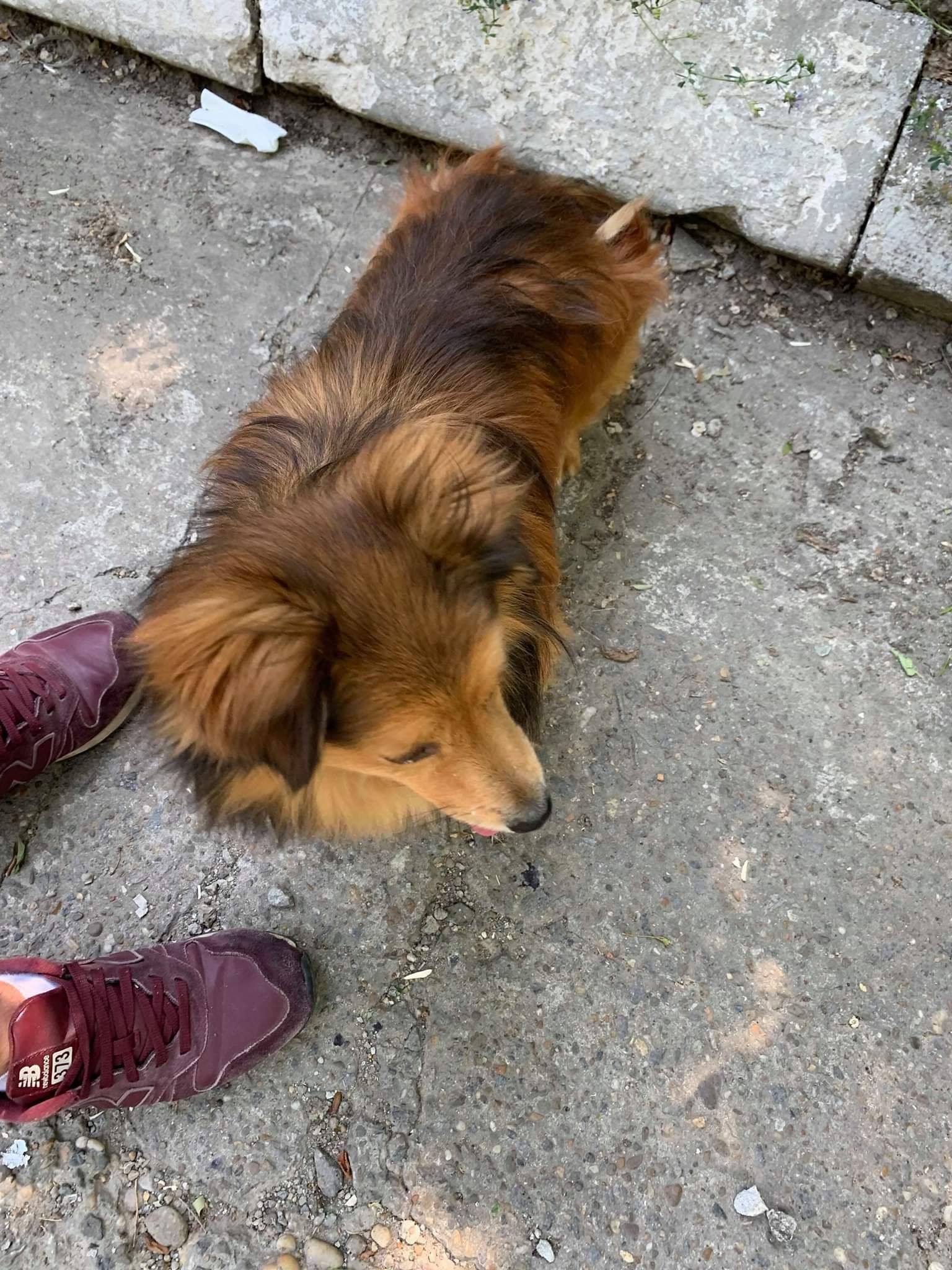 Help Labus - Urgent! A fost abandonat azi in zona fost...