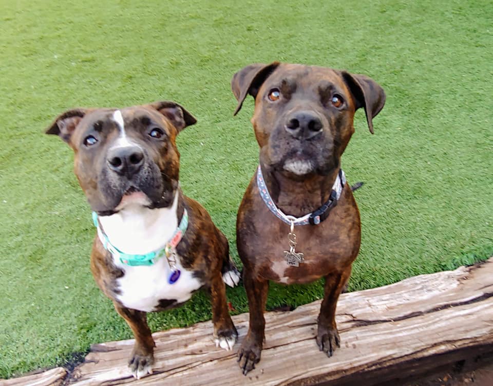 Spring Creek Kennel &... - Spring Creek Kennel & Cattery